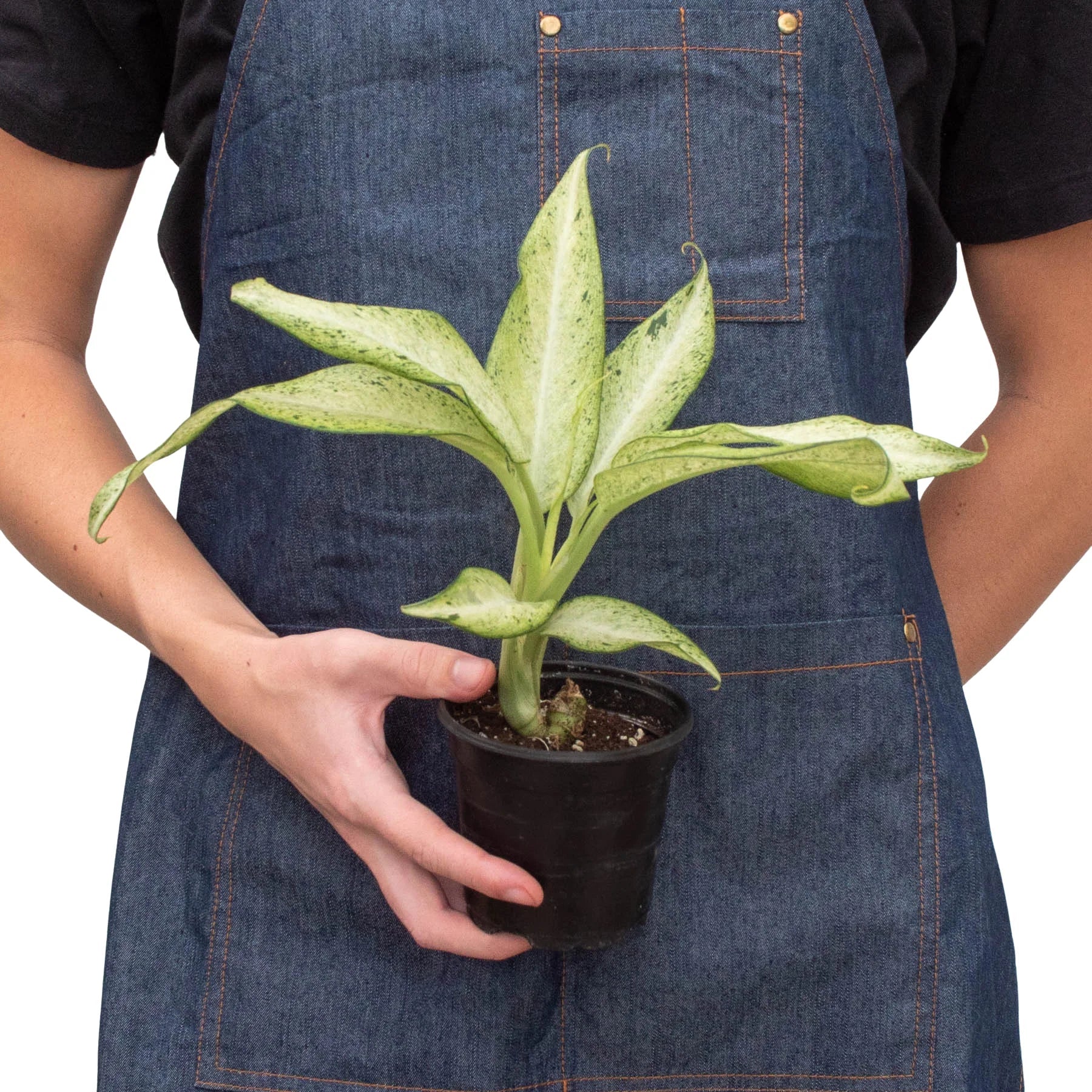 Dieffenbachia 'Camouflage' as a striking statement plant in an indoor setting