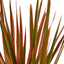 Close-up of the vibrant green, cream, and red variegation on Dracaena 'Colorama' leaves