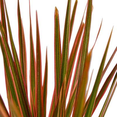 Close-up of the vibrant green, cream, and red variegation on Dracaena 'Colorama' leaves