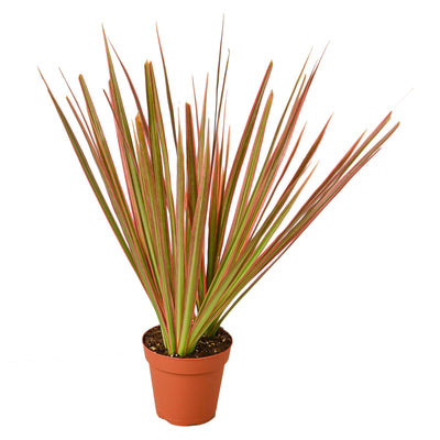 Dracaena 'Colorama' plant with long, upright, tri-colored leaves (green, cream, red)