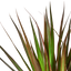 Close-up of the bright green leaves with distinct red-magenta stripes of 'Marginata Magenta'