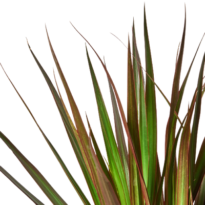 Close-up of the bright green leaves with distinct red-magenta stripes of 'Marginata Magenta'