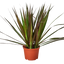 Dracaena 'Marginata Magenta' plant with slender stems and green leaves edged in red/pink