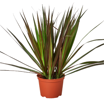 Dracaena 'Marginata Magenta' plant with slender stems and green leaves edged in red/pink