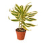 Dracaena 'Song of India' plant with vibrant yellow and green striped leaves, standing tall
