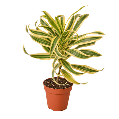 Dracaena 'Song of India' plant with vibrant yellow and green striped leaves, standing tall