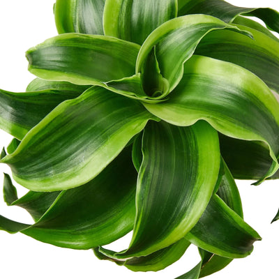 Close-up showing the unique spiral formation of Dracaena 'Tornado' leaves