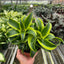 Full view of an upright Dracaena 'Tornado' plant in a decorative pot