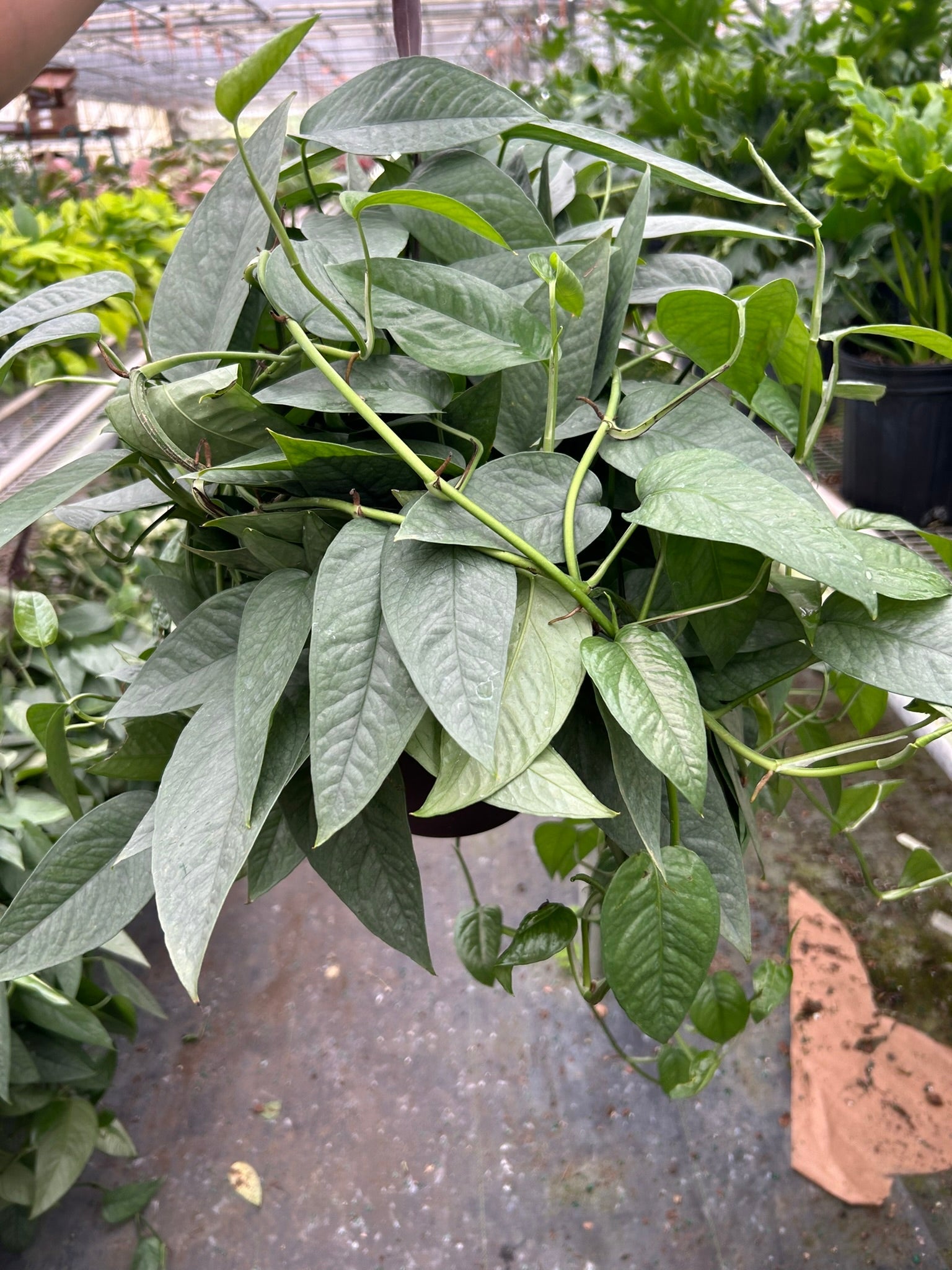 Detailed view of the unique dragon-tail shaped leaves of the Cebu Blue Pothos