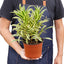 Dracaena 'Song of India' as a great addition to any area near a window in a home setting