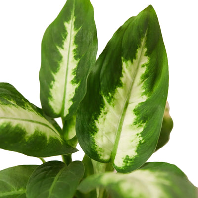 Close-up of a Dieffenbachia 'Camille' leaf showing its vibrant green and yellow variegated pattern
