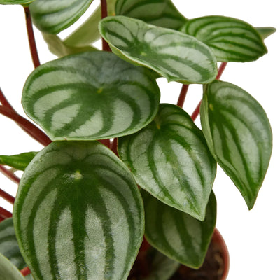 Peperomia ‘Watermelon’ | Pet-Safe, Bold Striped Leaves