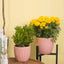Chic Pink Ceramic Plant Pots - Set of 6.5" & 5.5" Indoor Planters with Drainage Holes