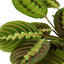 Red Prayer Plant | Pet-Safe Hanging Foliage