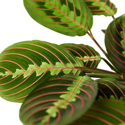 Red Prayer Plant | Pet-Safe Hanging Foliage