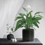 Stylish 8-Inch Matte Black Ceramic Planter Pot with Drainage Hole & Saucer - Perfect for Indoor Plants like Snake Flower, Monstera, and Fiddle Leaf Fig!