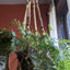 2PACK 43 Inches Macrame Planter Hanger Large for up to 12 Inch Pot + Swag Hook | Extra Long, No Tassel, Jute Rope | Hanging Planter for Indoor Plants, No Pot/Plant Included (Brown)