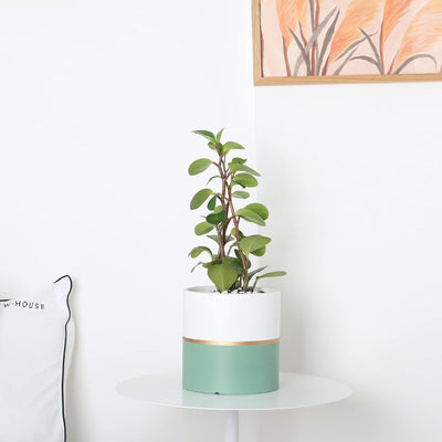 Stylish 4.7 Inch Ceramic Plant Pots for Home & Office - Matte Finish with Drainage Hole (Green, White & Gold Stripe)
