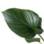 Close-up of a single spade-shaped leaf of the Homalomena 'Emerald Gem', showing its dark green color and waxy texture