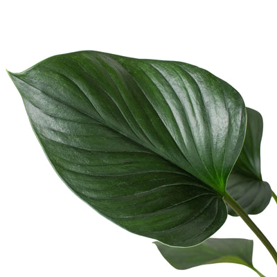 Close-up of a single spade-shaped leaf of the Homalomena 'Emerald Gem', showing its dark green color and waxy texture
