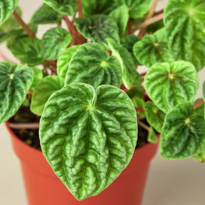 Close-up of Peperomia 'Ripple' leaf showing its textured surface and heart shape
