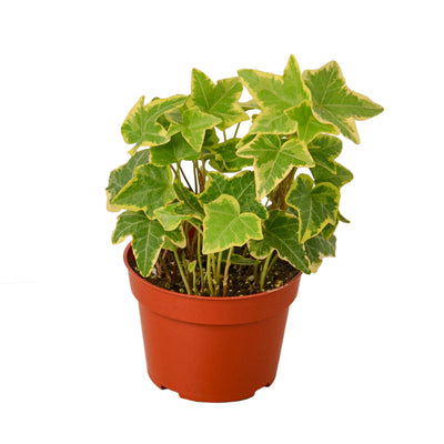 English Ivy 'Gold Child' plant with vibrant light green leaves edged in yellow, trailing from a pot