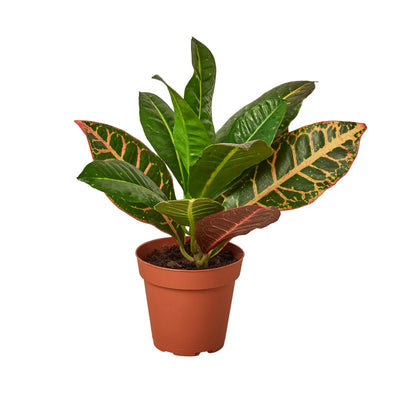 English Ivy 'Gold Child' plant with vibrant light green leaves edged in yellow, trailing from a pot