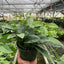 A group of Pothos 'Cebu Blue' plants with variations from dark green to blue-silvery leaves