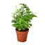 Maidenhair Fern | Pet-Friendly, Soft & Shade-Loving