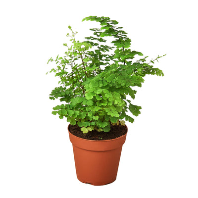 Maidenhair Fern | Pet-Friendly, Soft & Shade-Loving