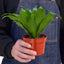 Dracaena ‘Janet Craig’ | Easy-Care Upright Foliage