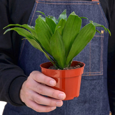 Dracaena ‘Janet Craig’ | Easy-Care Upright Foliage