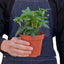 English Ivy | Fast-Growing, Classic Indoor Vine
