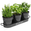 A set of three black metal farmhouse herb planters with a matching tray, filled with various fresh herbs.