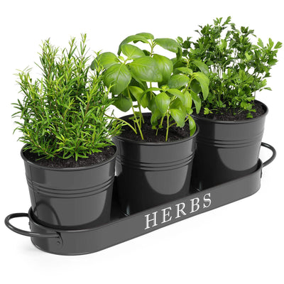 A set of three black metal farmhouse herb planters with a matching tray, filled with various fresh herbs.