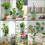 Self Watering Planters, 7/6.5/6/5.5/5 Inch Self Watering Plant Pots with Drainage Hole for Indoor and Outdoor Plants, 5 Pack, Green