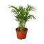 Parlor Palm | Pet-Friendly, Low Light Air Purifier