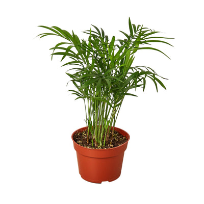 Parlor Palm | Pet-Friendly, Low Light Air Purifier