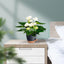 5Pack Self Watering Plant Pots with Drainage Hole and Water Storage, 7/6.5/6/5.5/5 Inch Self Watering Planters, Self-Watering Indoor Planters for Flower, Plants, Herbs, Cactus