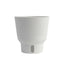 Indoor Trending Tropicals Collection Sterling Silver House Plant in 6-Inch Self-Watering