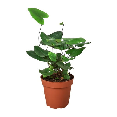 Fern 'Heart' (Kangaroo Foot Fern) with its unique long indented leaves and dark green color