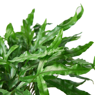 Close-up of the distinctive, paw-shaped leaves of the Kangaroo Paw Fern