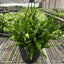 Kangaroo Paw Fern thriving in bright, indirect indoor light