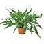 Fern 'Kangaroo Paw' plant with long, dark green, glossy, indented leaves