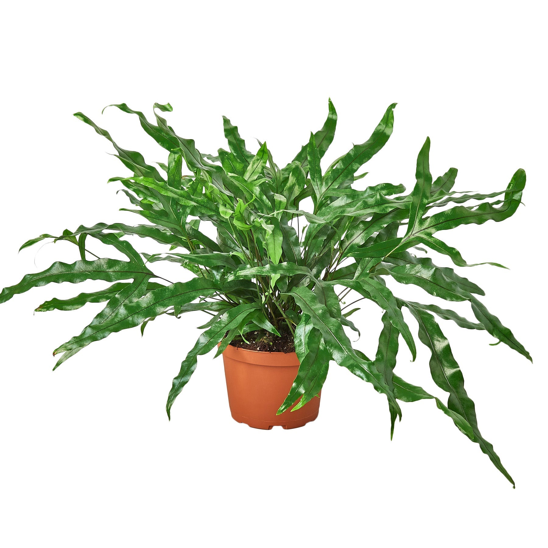 Fern 'Kangaroo Paw' plant with long, dark green, glossy, indented leaves
