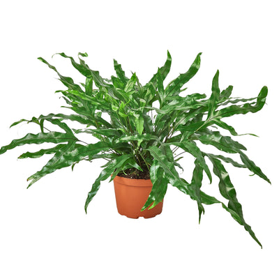 Fern 'Kangaroo Paw' plant with long, dark green, glossy, indented leaves