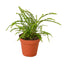 Fern 'Lemon Button' plant with small, rounded green leaflets
