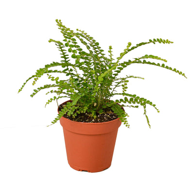 Fern 'Lemon Button' plant with small, rounded green leaflets