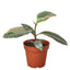 Detail of the glossy, thick leaves of the Ficus Elastica 'Ruby', emphasizing its color blend