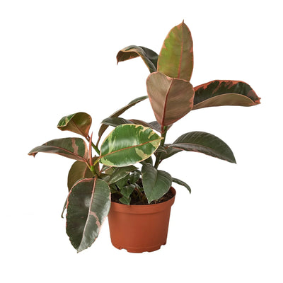 Ficus Elastica 'Ruby Pink' plant with striking red-pink, white, and green variegated leaves